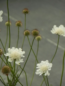 SCACOL02 12