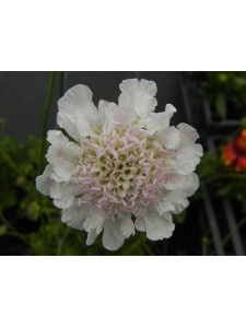 SCACOL02 14