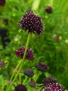 SCACOL04 13