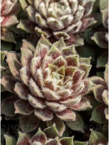SEMXXX08 11