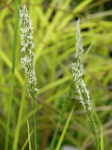 SESAUT00 14