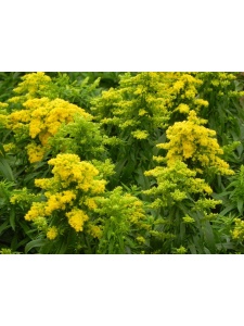 SOLCUL01 12