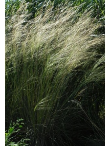 STICAP00 14