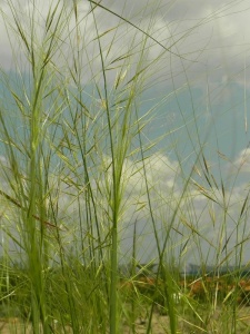 STICAP00 16