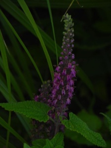 TEUHIR00 16