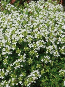 THYPRA03 11