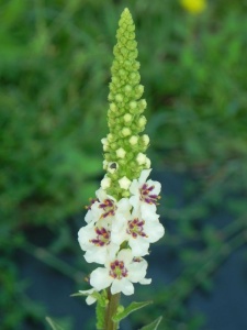VERCHA01 15
