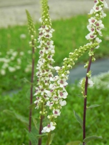 VERCHA01 16
