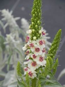 VERCHA01 17