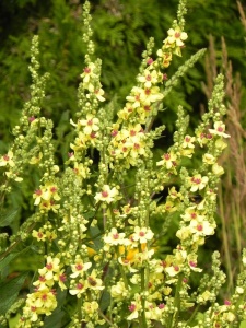VERCHA02 15
