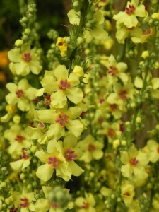 VERCHA02 18