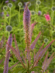 VERHYB01 14