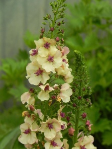 VERHYB02 15