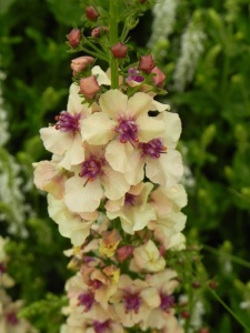 VERHYB02 16