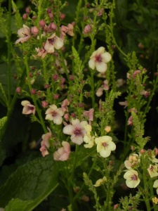VERHYB02 17