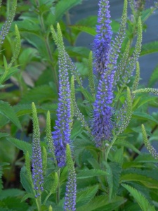 VERLON03 16