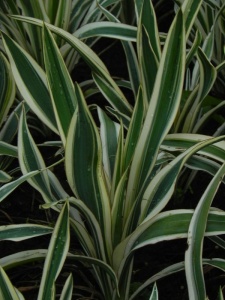 YUCFLA01 12